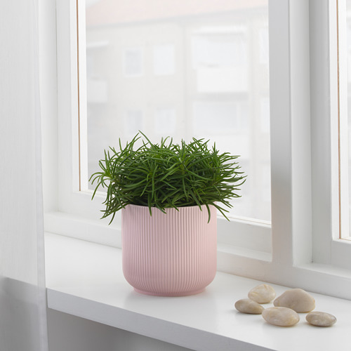 La pequeña planta en maceta se encuentra cerca de la ventana, agregando calidez y suavidad.