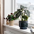 See image HONUNGSPALM 4 of 5