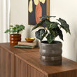 See image HASSELBUKETT 3 of 5