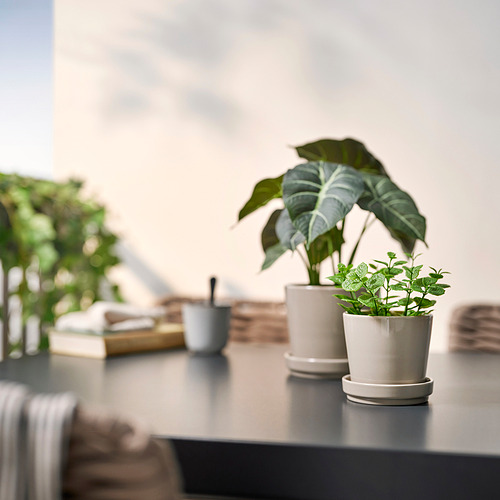 Dos plantas en macetas FEJKA sobre una mesa. Una grande, otra pequeña, hojas de color verde claro en macetas blancas. Rodeado de libros borrosos y una taza.