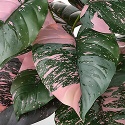 FEJKA planta artificial en maceta