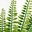 See image FEJKA 4 of 6