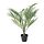 Select colour variation: Areca palm