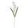 Current variation: Gladiolus / white