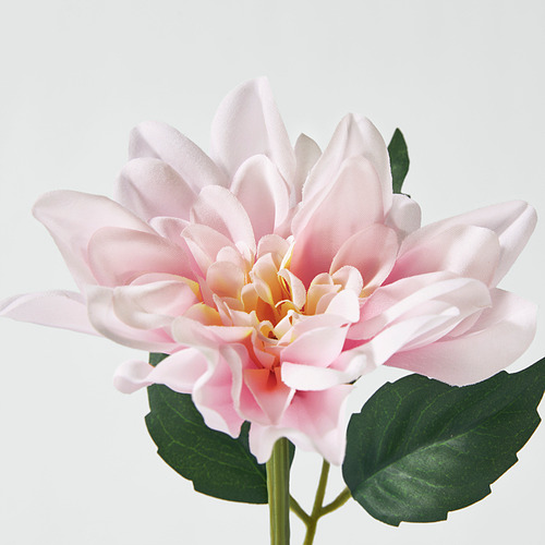 Flor Istar: pétalos de color rosa suave, hojas verdes, centro vivo. Apariencia encantadora y realista.