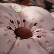 See image ALPTALL 3 of 5