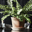 Ver imagen MUSKOTBLOMMA 4 de 6