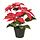 Current variation: indoor/outdoor Poinsettia/red