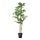 Current variation: Weeping fig
