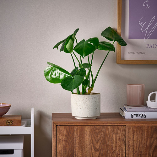 Jardinera SANDKÖRSBÄR moteada beige con planta en armario.