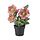 Variación actual: interior/exterior Flor de Pascua/rosado