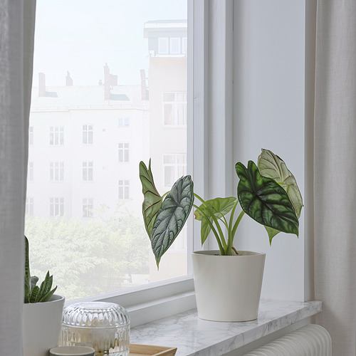 SOJABÖNA, plant pot. 4 of 9 open dialog