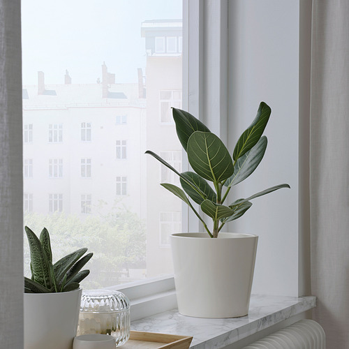 SOJABÖNA, plant pot. 2 of 5 open dialog