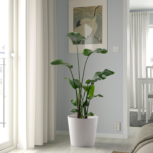 Planta, arte, cama en habitación luminosa.