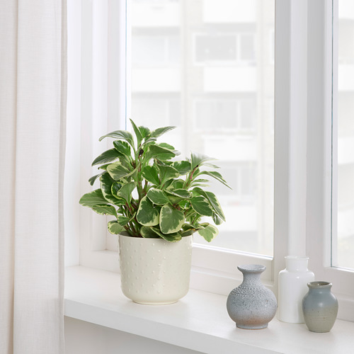 Pequeña planta en maceta en estante junto a la ventana, acompañada de tres jarrones decorativos.