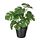 Select colour variation: Monstera