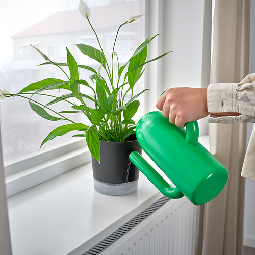 La persona riega la planta verde por la ventana.