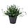 Select colour variation: Flowering lilac