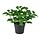 Select colour variation: Basil