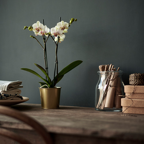 DAIDAI, plant pot. 3 of 8 open dialog