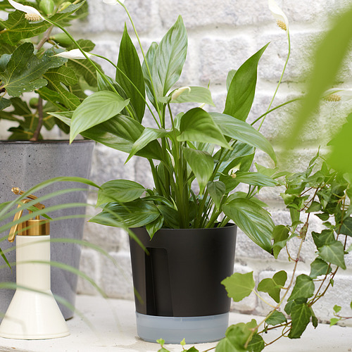 Planta de autorriego con pulverizador.