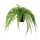Select colour variation: Fern
