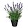 Select colour variation: Lavender lilac