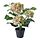 Select colour variation: Hydrangea white