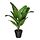 Select colour variation: Banana tree