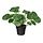 Variación actual: Pilea