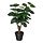 Current variation: Aralia