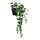 Select colour variation: Hanging Ivy