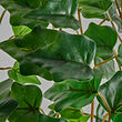 See image FEJKA 3 of 3