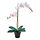Select colour variation: Orchid white