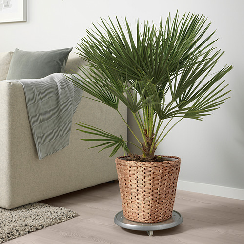 Una gran cesta de mimbre para plantas llamada FRIDFULL se encuentra sobre ruedas junto a un sofá. Sostiene una planta de palmera alta en el interior, más alta que el cojín del asiento.