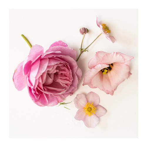 LOTSFÅGEL, vela pequeña aromática. 4 de 4 abrir diálogo