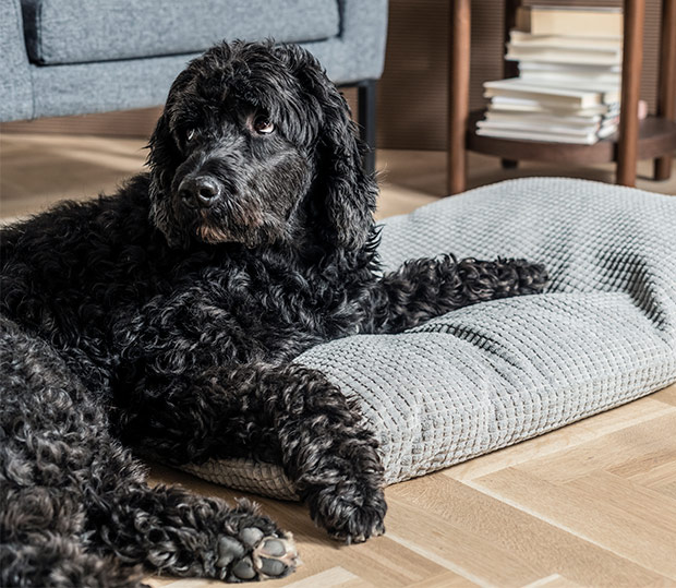 Black curly-coated dog resting on a gray quilted pet bed.