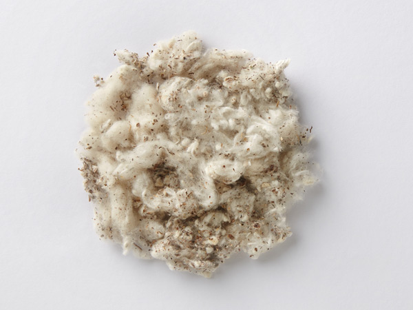 Unrefined raw cotton with plant flecks on a white background.