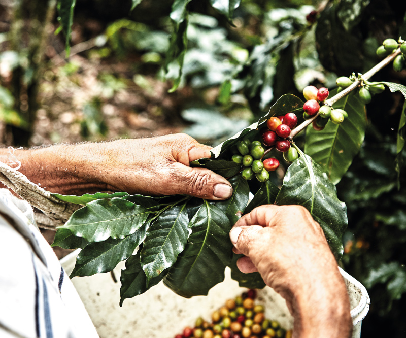 Close-up of hands carefully harvesting red and green coffee cherries from a leafy branch over a collection basket.