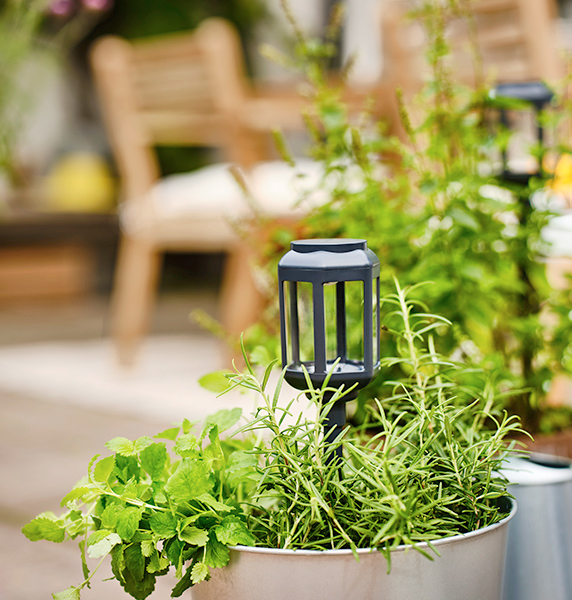 Pots with plants and herbs outdoors