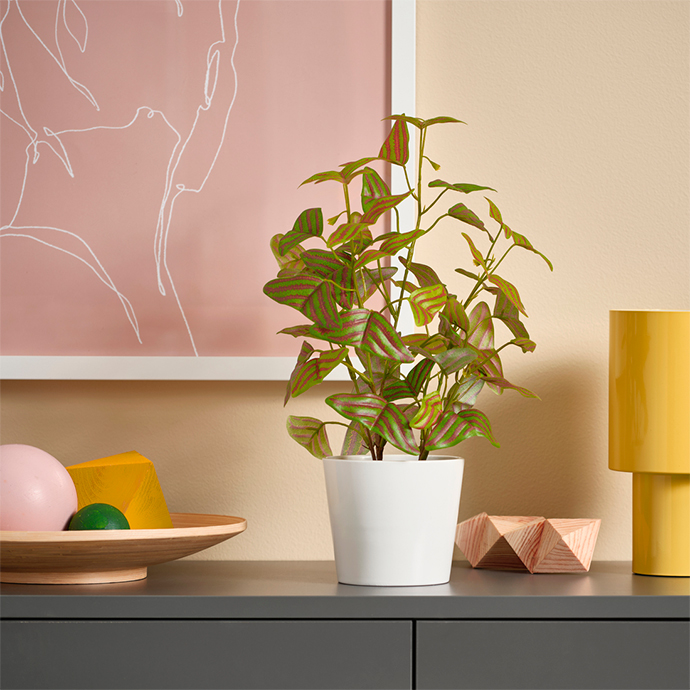 Indoor plant with vibrant leaves in a white pot on a grey cabinet, next to modern decor accessories. Perfect for adding a touch of color and nature.