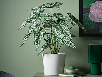 Indoor plant with large silver-patterned leaves in a white pot, against a soft green background. A natural element that decorates with style and freshness.