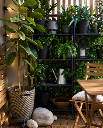 Cozy balcony with black shelving units filled with various green plants and a large ficus, creating a relaxing outdoor space. Your own green oasis at home.