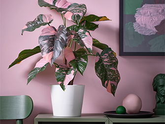 Indoor plant with green leaves and pink accents in a white pot, set in a room with pink walls. Brings a unique, personal color touch to your home.